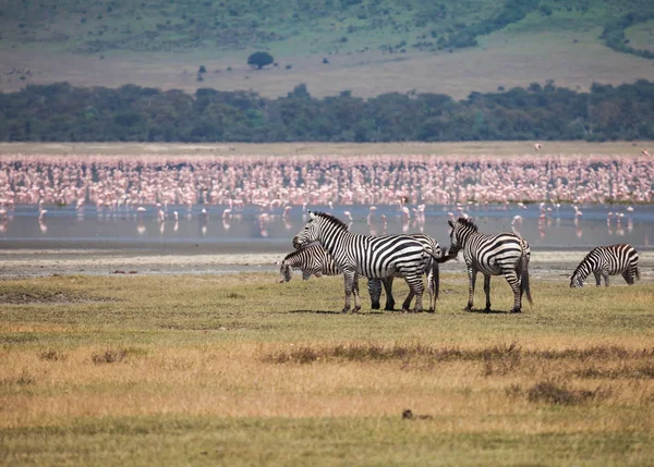 Zona di conservazione di Ngorongoro — Foto Stock