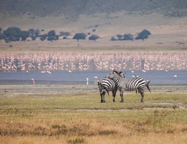 Ngorongoro-Schutzgebiet — Stockfoto