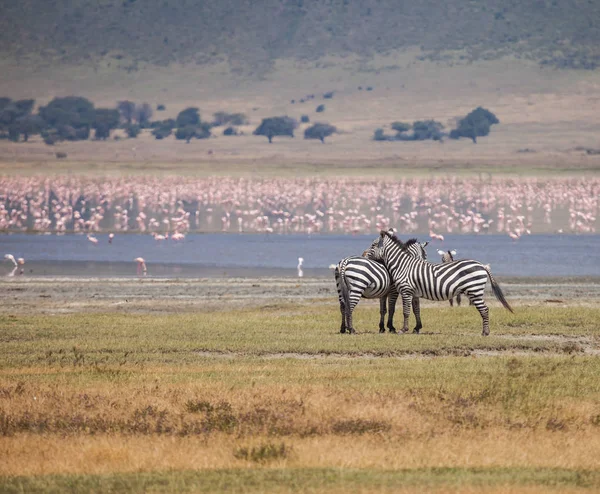 Zona de conservación de Ngorongoro — Foto de Stock