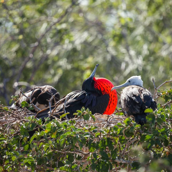 Yaban hayatı Galapagos Fırkateyn