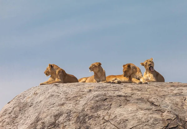 Lion familie in het wild levende dieren — Stockfoto