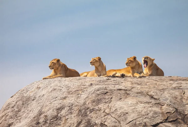 Lion family in wildlife — Stock Photo, Image