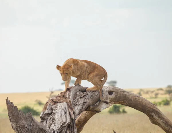 Lion in wildlife — Stock Photo, Image