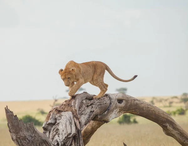 Lion in wildlife — Stock Photo, Image