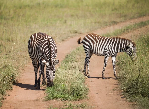 Zebra na vida selvagem — Fotografia de Stock