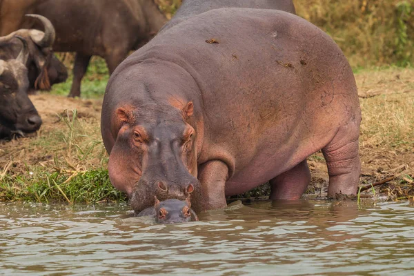 Nilpferd in freier Wildbahn — Stockfoto