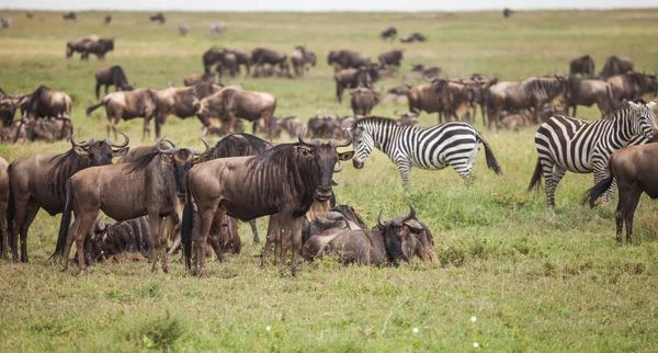 Gnus na vida selvagem — Fotografia de Stock