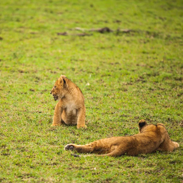 Lion in wildlife — Stock Photo, Image