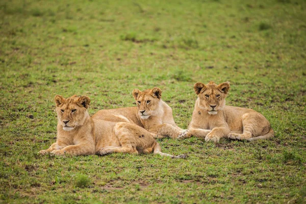 Lion in wildlife — Stockfoto