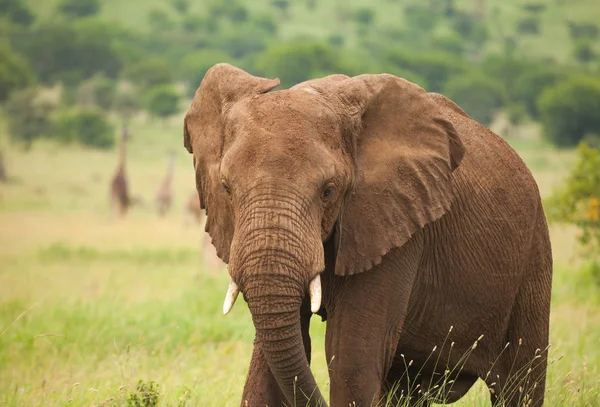 African elephant in wildlife Stock Photo