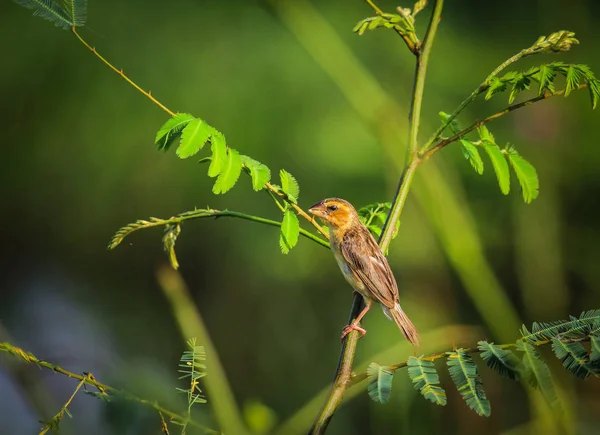 Asian Golden Weaver Found Cambodia Indonesia Laos Myanmar Thailand Vietnam — Stock Photo, Image