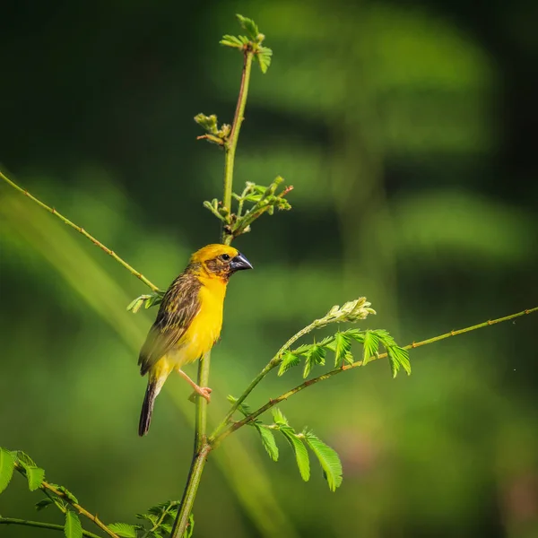 Asian Golden Weaver Found Cambodia Indonesia Laos Myanmar Thailand Vietnam — Stock Photo, Image