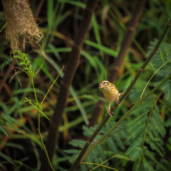 Asian Golden Weaver Found Cambodia Indonesia Laos Myanmar Thailand Vietnam — Stock Photo, Image