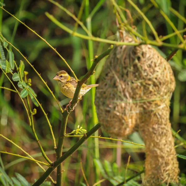 Asian Golden Weaver Found Cambodia Indonesia Laos Myanmar Thailand Vietnam — Stock Photo, Image