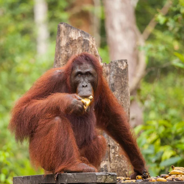 猩猩是现存的大猿的两种完全亚洲物种 原产于印度尼西亚和马来西亚 猩猩目前只发现在婆罗洲和苏门答腊雨林 — 图库照片