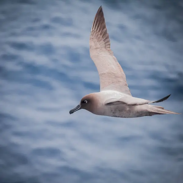bird flying on blur sea, nature in wildlife.