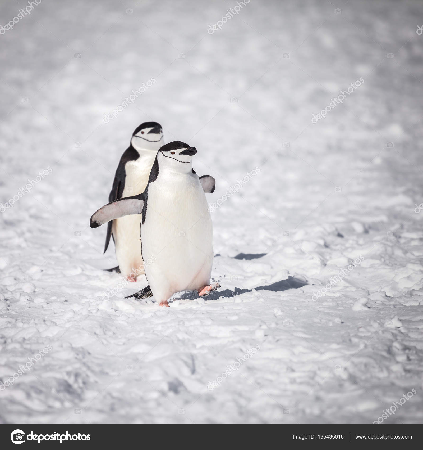Pingüino Feliz Con Caminar Sobre Nieve — Foto de stock #135435016 © ksumano, image size:1600x1700