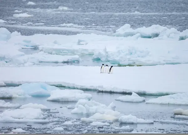 Désintégration Glace Dans Antarctique Pingouin — Photo
