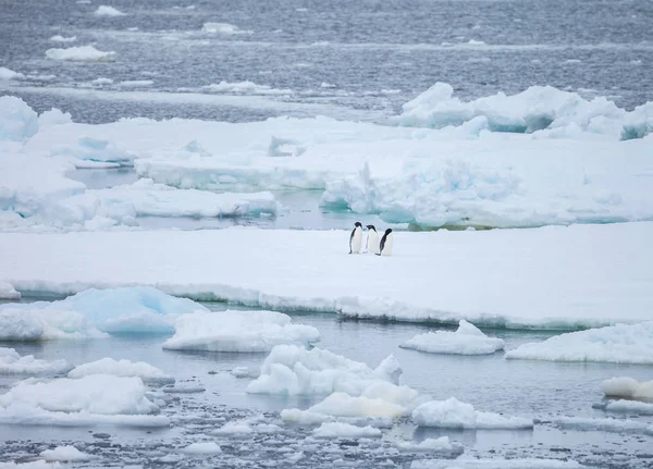 南極大陸とペンギンの氷の崩壊 — ストック写真