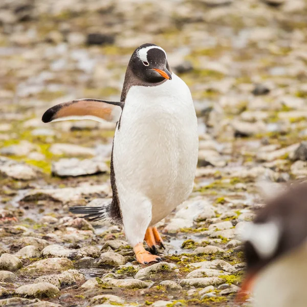 Pinguïns Zijn Een Groep Van Aquatische Flightless Vogels Leven Bijna — Stockfoto