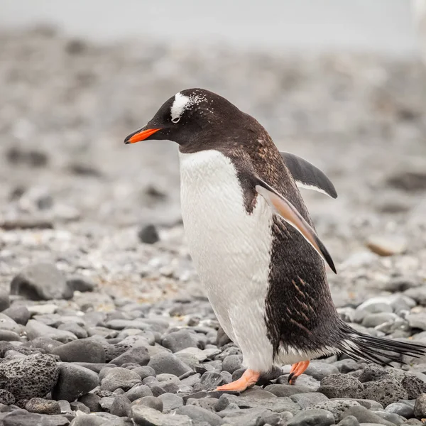 ペンギンは 南極大陸の特に南半球にほとんど専ら住んでいる水生生物 飛べない鳥のグループです 島の上を歩く — ストック写真