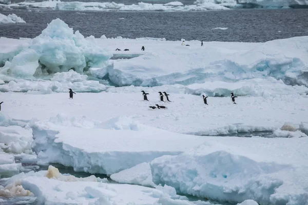 企鹅小组在冰山在雪期间 — 图库照片