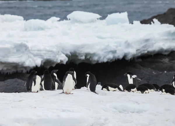 企鹅小组在冰山在雪期间 — 图库照片