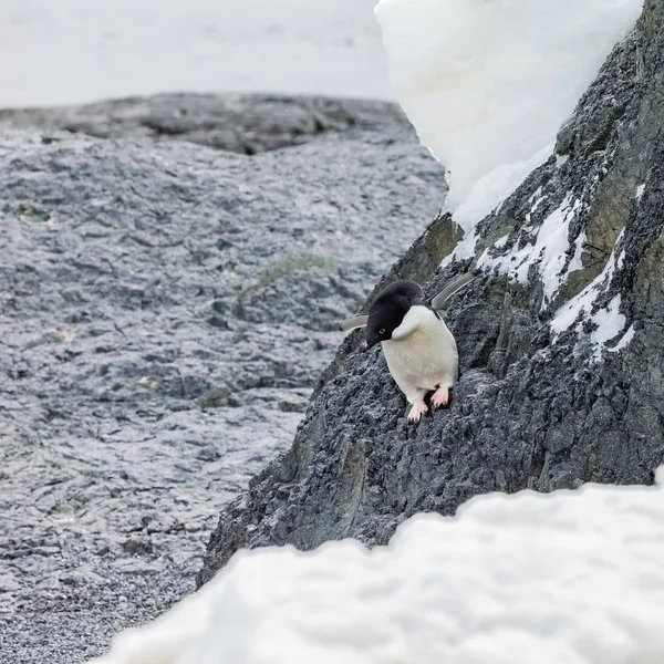 Manchot Marche Sur Montagne Dans Antarctique — Photo