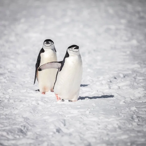 Pingvin Boldog Val Gyaloglás Havazik — Stock Fotó