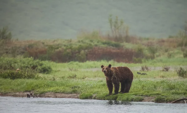 ヒグマ Ursus Arctos 任意の生活 Ursid の広い分布を持つ大規模なクマです 北のユーラシア大陸と北アメリカの多くに分散して — ストック写真