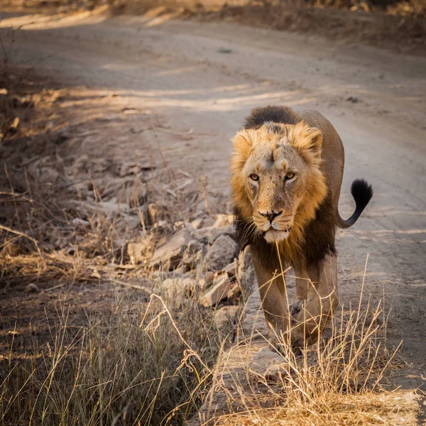 Asiatic Lion Uma Subespécie Leão Que Existe Como Uma Única — Fotografia de Stock