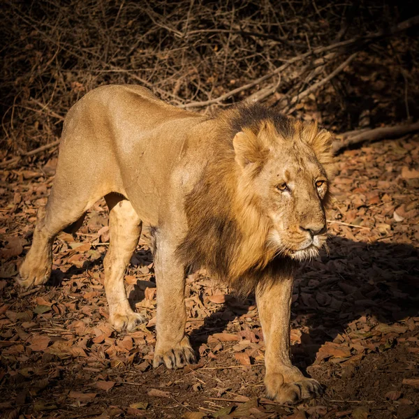 Asiatic Lion Uma Subespécie Leão Que Existe Como Uma Única — Fotografia de Stock