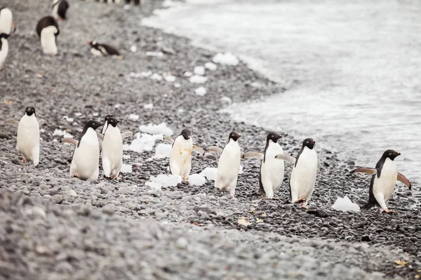 Penguins Group Aquatic Flightless Birds Living Almost Exclusively Southern Hemisphere Stock Picture