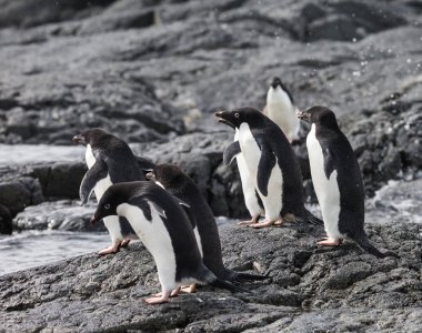 Penguen grup kar sırasında kayaya.