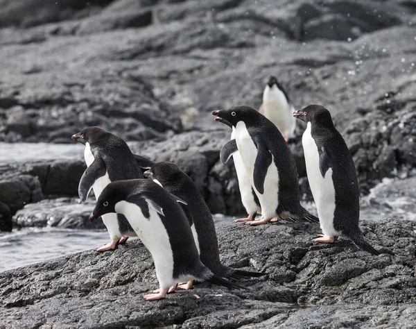 Groupe Pingouins Sur Roche Pendant Neige — Photo