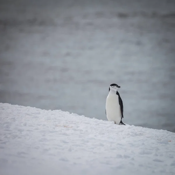 Kar Tek Penguen Ayakta Doğada Yaşam — Stok fotoğraf