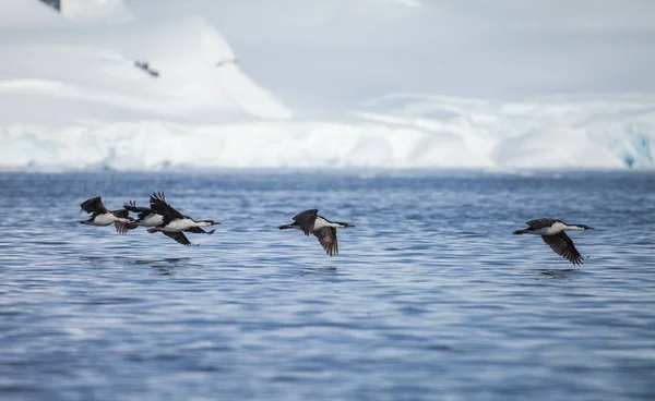 Mavi Gözlü Karabatak Sinek Antarktika Bulanık Hareket — Stok fotoğraf