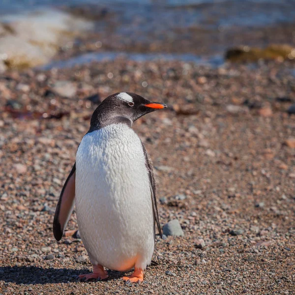企鹅是一组水生 不能飞的鸟类几乎完全居住在南半球 特别是在南极洲 在群岛上漫步 — 图库照片