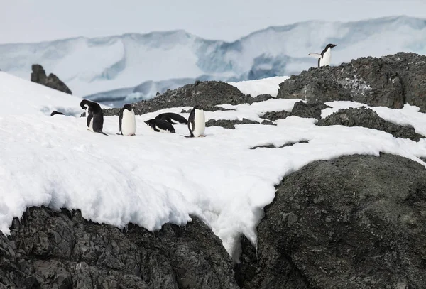 Pinguin Gruppe Schnee Auf Dem Felsen — Stockfoto