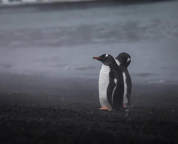 Pingvin Séta Tengerparton Töltött Gőz Tűzről Vulkáni Sziget — Stock Fotó