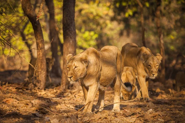 Asiatic lion in wild — Stock Photo, Image