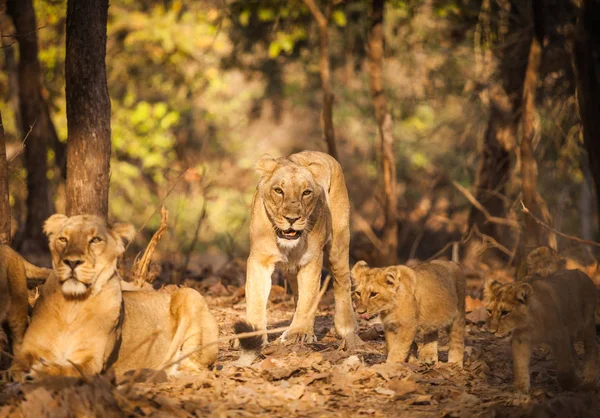 Asiatic lion in wild — Stock Photo, Image