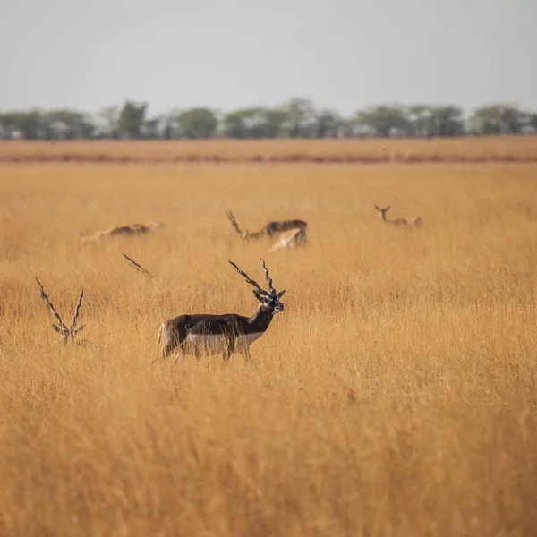 vahşi blackbuck