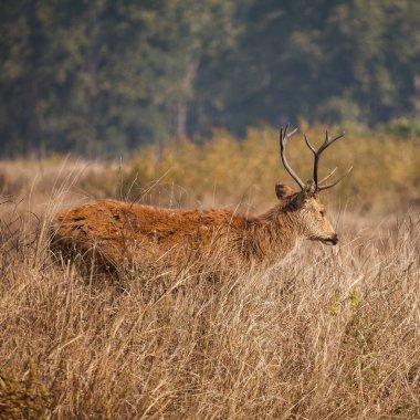 yaban hayatı bataklık geyiği