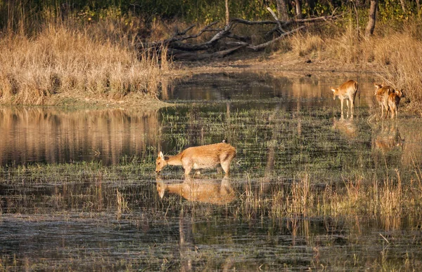 在野生动物中的沼泽鹿 — 图库照片