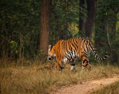 Bengal kaplanı, yaban hayatı