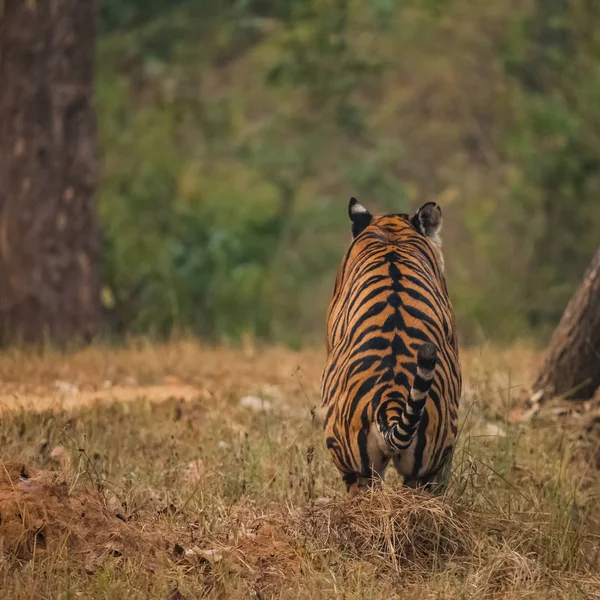 Tigre del Bengala nella fauna selvatica — Foto Stock