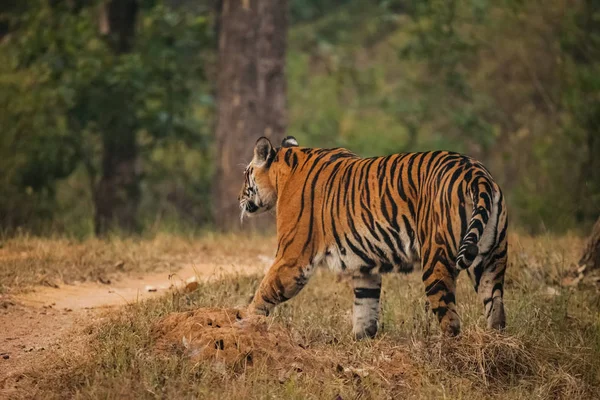 Tigre de bengala na vida selvagem — Fotografia de Stock