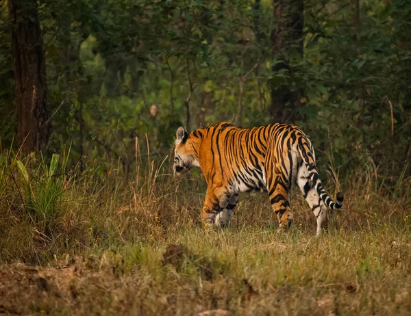 Tigre de bengala na vida selvagem — Fotografia de Stock