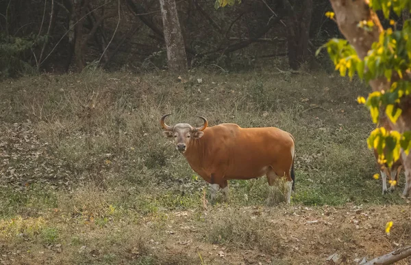 Bengal kaplanı, yaban hayatı — Stok fotoğraf